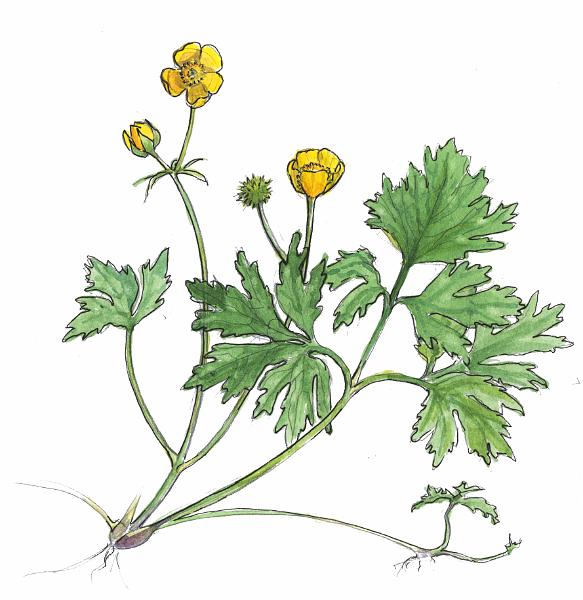 Creeping Buttercup.jpg - "Creeping Buttercup" - by Jackie Hunt